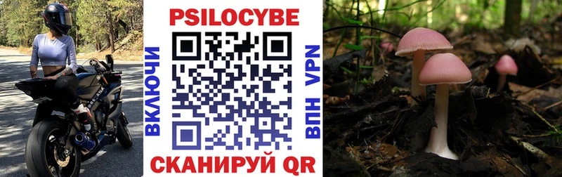 kraken вход  наркота  Шатура  Галлюциногенные грибы Psilocybe 
